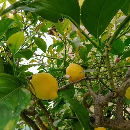 Cristani アパート Pedemonte