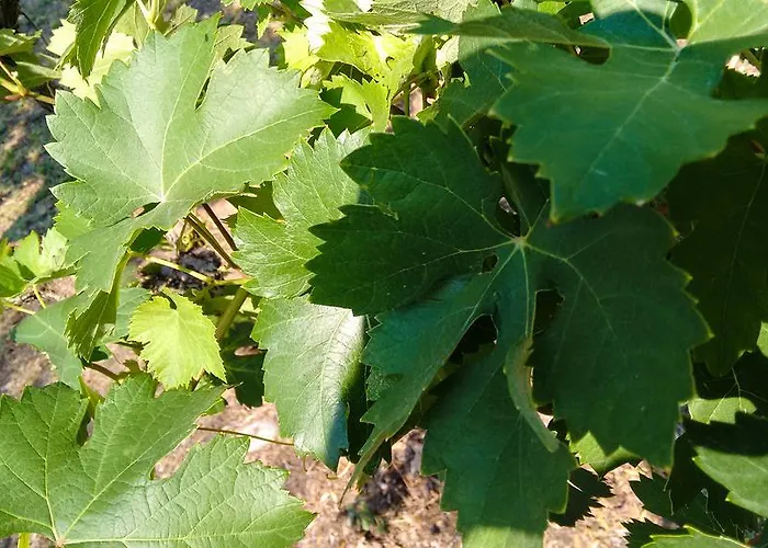 Apartmán Cristani Pedemonte