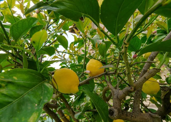 Cristani Appartamento Pedemonte